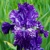 Iris veľkokvetý Splatter Matter