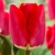 Tulipany Fostery King - 5 ks v balení