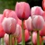 Tulipany Impression Pink - 5 ks v balení
