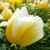 Tulipany Sweetheart - 5 ks v balení