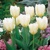 Tulipany Emperor White - 5 ks v balení