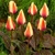 Tulipany Donna Bella - 5 ks v balení