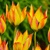 Tulipany Flava - 5 ks v balení