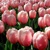 Tulipany Impression Salmon - 5 ks v balení