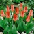 Tulipany Spring Pearl - 5 ks v balení