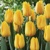 Tulipany Emperor Yellow - 5 ks v balení