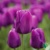 Tulipany Purple Flag - 5 ks v balení