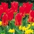Tulipany Emperor Red - 5 ks v balení