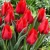 Tulipany Rob Verlinden - 5 ks v balení