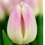 Tulipany Ghost - 5 ks v balení
