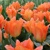 Tulipany Orange Glow - 5 ks v balení