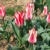 Tulipany Lola - 5 ks v balení