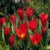 Tulipany Oriental Beauty - 5 ks v balení
