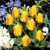 Tulipany Buttercup - 5 ks v balení