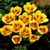 Tulipany Stresa - 5 ks v balení
