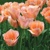 Tulipany Apricot Beauty - 5 ks v balení