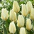 Tulipany Purissima Design - 5 ks v balení
