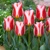 Tulipany Rosanna - 5 ks v balení