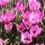 Tulipany Helene - 5 ks v balení