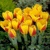 Tulipany Graefin Bettina - 5 ks v balení