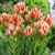 Tulipany Sylvia Warderer - 5 ks v balení