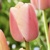 Tulipany Pride Coral - 5 ks v balení