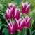 Tulipany Claudia - 3 ks v balení