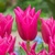 Tulipany Lilyrosa - 3 ks v balení