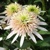 Echinacea Cherry Fluff