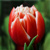 Tulipany Concorde - 3 ks v balení
