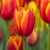 Tulipany Worlds Friend - 3 ks v balení