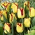 Tulipany Cape Town - 2 ks v balení