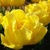 Tulipany Exotic Sun - 2 ks v balení