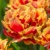 Tulipany Gold Dust - 2 ks v balení