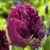 Tulipany Parrot Prince - 2 ks v balení