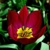Tulipany Red Beauty - 3 ks v balení