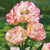 Tulipany Belicia - 2 ks v balení
