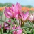 Tulipany Norah 1ks