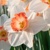 Narcis Pink Charm - 3 ks v balení