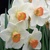 Narcis Fragrant Rose - 3 ks v balení