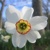 Narcis Pheasants Eye - 3 ks v balení