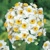 Narcis Avalanche 1ks