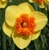 Narcis Coral Crown 1ks