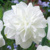 Narcis White Medal 1ks