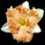 Narcis Mariner 1ks