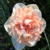 Narcis Pink Paradise 1ks