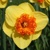 Narcis Modern Art 1ks