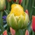 Tulipany Vanilla Coupe 1ks