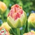 Tulipany Sprinkle Dip 1ks