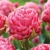 Tulipany Strawberry Cream 1ks